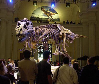 Sue, the most complete 'Tyrannosaurus Rex' ever found, at the Field Museum in Chicago.