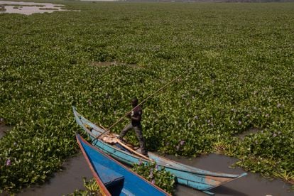 A fisherman maneuvers among water hyacinth, an invasive plant that is killing fish in the Kenyan part of Lake Victoria.