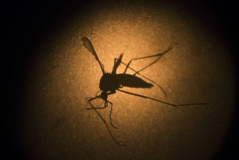 The “Aedes aegypti” mosquito, which spreads the zika virus.