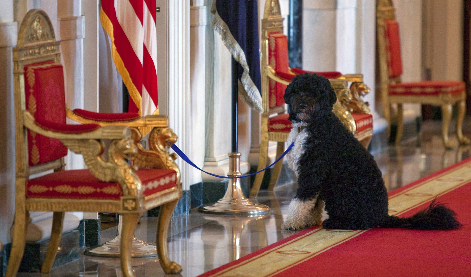 Португальская водяная собака президента. Бо Обама. Пес ПЭТ музей Лев. Руководство по воспитанию королевской собаки