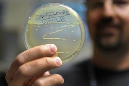 An employee at the Colorado public health department holds up a listeria sample.