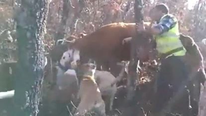 Video: A man allegedly stabs the cow while a pack of dogs attack (graphic content).