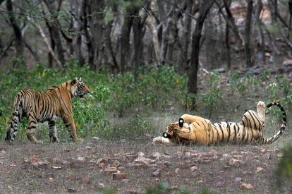 Tigers are visible at the Ranthambore National Park in Sawai Madhopur, India on April 12, 2015