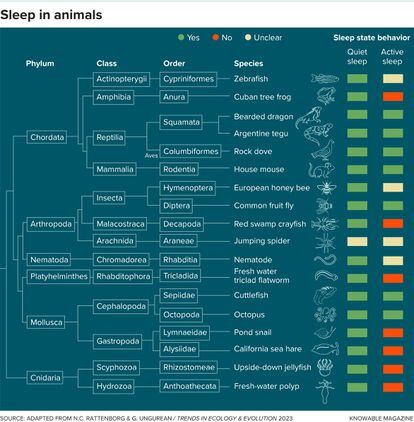 Researchers are finding different phases of sleep in more and more creatures across the animal kingdom. 