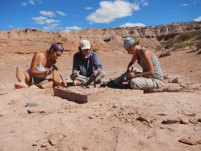 A scientific team spent days extracting the fossil, in the paleontological area of ​​La Buitrera, in Argentina Patagonia.