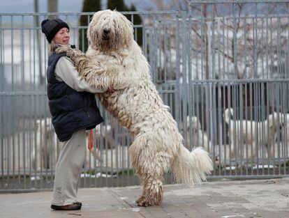 Caption: A woman plays with her komondor breed shepherd dog in Bodony, Hungary, in 2017. 

