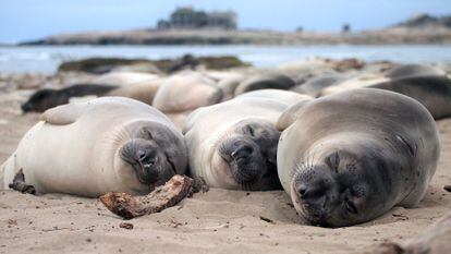When they’re on the beach, elephant seals – like these two-month-old calves – spend up to 14 hours sleeping each day