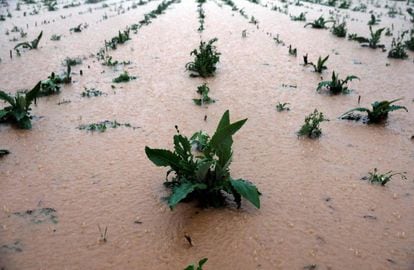 An artichoke farm covered with water in Valencia.