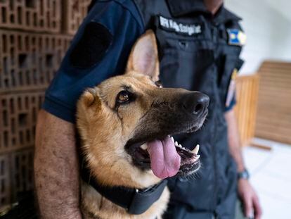 Rambo, a German Shepherd, who was injured in Ukraine's embattled Kharkiv region and was later adopted by the Budapest Police's dog squad is photographed, in Budapest Hungary. June 6, 2023.