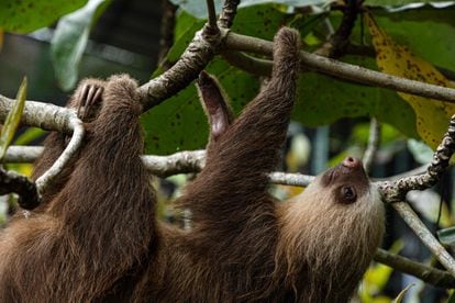 Sloth at the sanctuary and refuge in Cahuita Costa Rica