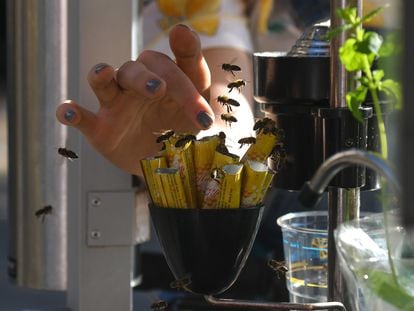 Bees have found new sources of food in the cities. In the image, dozens of them fly around a lemonade stand as they try to steal some sweetener, in Krakow, Poland.