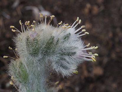 Žemėje žinoma mažiau nei 100 šio įdomaus augalo Solenanthus revechonii egzempliorių ir visi jie yra Cazorla kalnuose, pietų Ispanijoje.  Nuo žolėdžių juos apsaugojo tvorų sistema. 