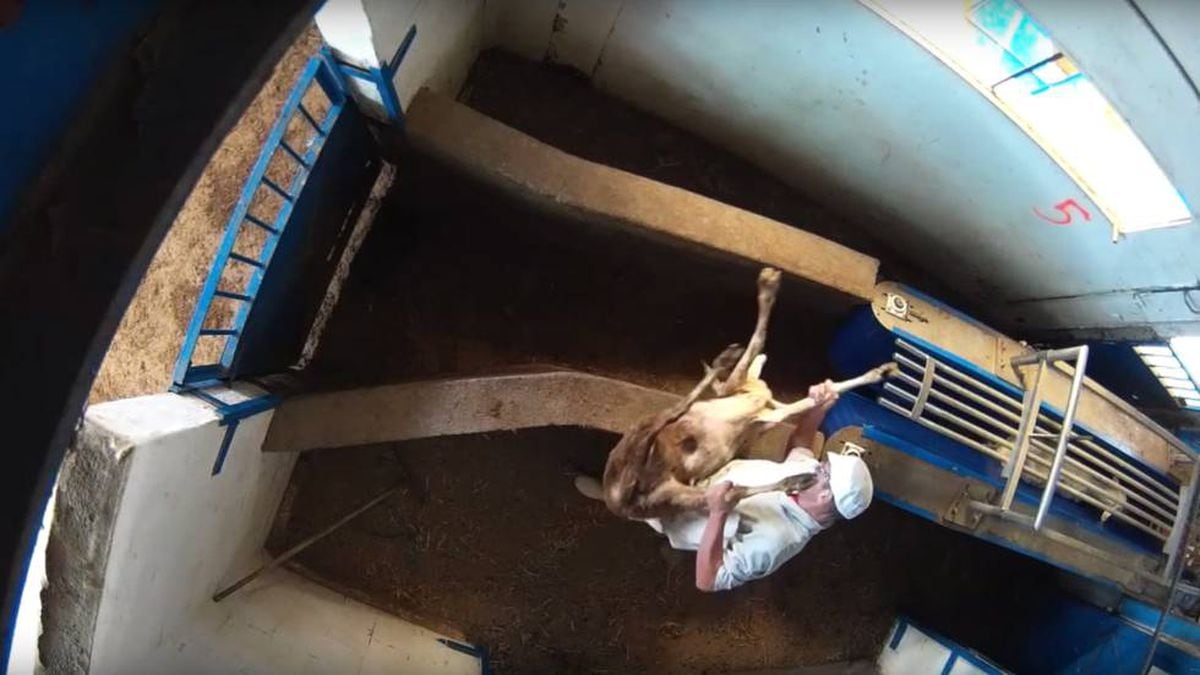 Animal cruelty in Spain: Video: Activists expose shocking animal abuse at  Madrid slaughterhouse | Spain | EL PAÍS English Edition