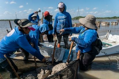 'Las chelemeras' work at planting mangroves in Progreso, Yucatán, on February 8, 2023.