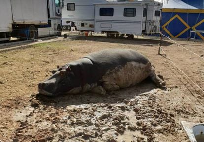 The circus hippo lying in the sun in Salar (Granada).