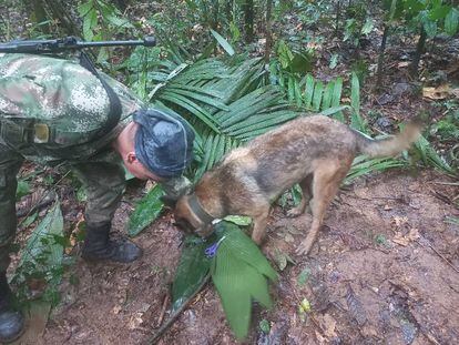 A soldier and a dog take part in a search operation for child survivors from a Cessna 206 plane that crashed in the jungle.