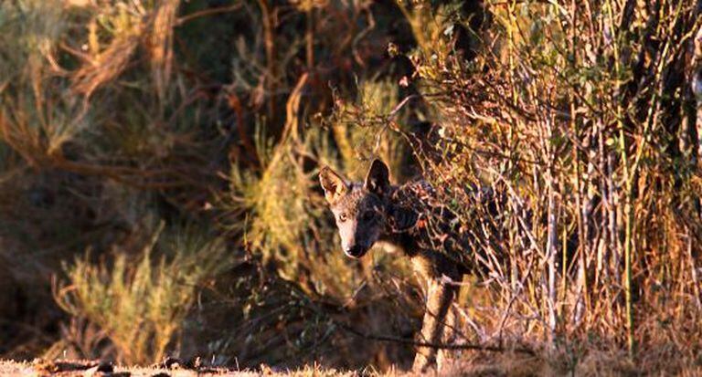One of the seven wolves that the trio of volunteers have filmed in Madrid.