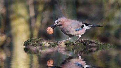A common jaybird holds a nut over its reflection in a pond.