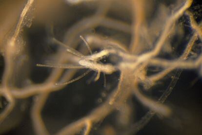 Detail of a polyp of a rejuvenated T. dorhnii jellyfish. 