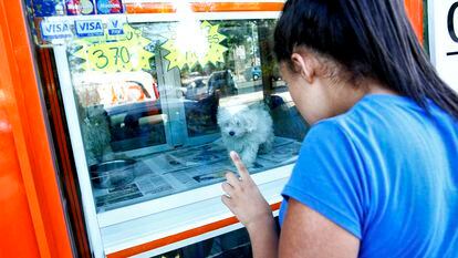 The sale of pets in stores is due to be banned under planned legislation.