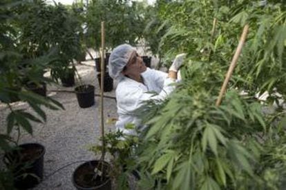A worker at an Israeli hothouse that grows cannabis for medical purposes.