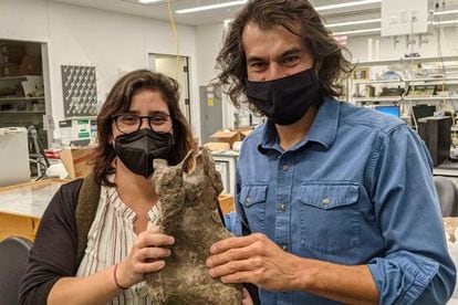 paleontólogos Mónica Carvalho y Jeff Wilson con la vértebra del nuevo dinosaurio ‘Perijasaurus lapaz’