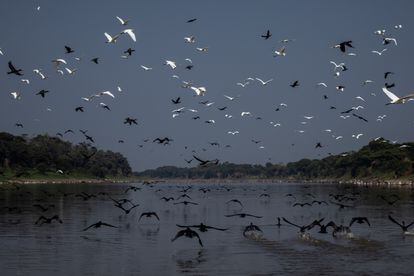 A flock of herons and wild ducks in the shallow waters of the Lago de Piranha Sustainable Development Reserve, in Manacapuru, on September 27, 2023.
