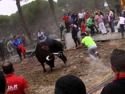 This year’s Toro de la Vega bull is speared.