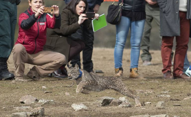 The release of a lynx into the wild in Jaen.