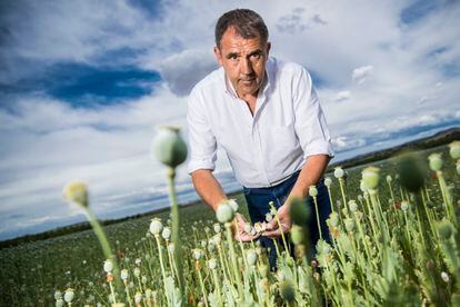 The agricultural engineer Ildefonso Alonso, manager of a legal plantation of 40 hectares of opium poppy in Malpica de Tajo (Toledo).