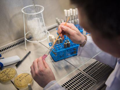 A laboratory technician examines a sample of 'Candida auris.'