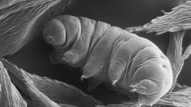 A tardigrade, or water bear, a microscopic being capable of surviving nearly everything.