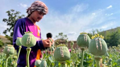 An Afghan farmer harvests opium sap from a poppy field in Badakhshan province.