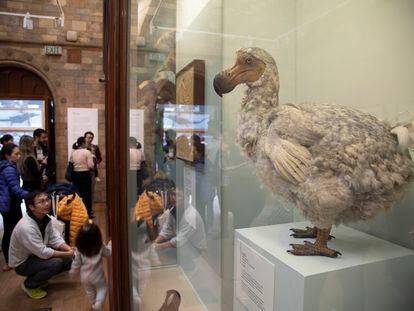 Reconstruction of a dodo in the bird exhibition room of the Natural History Museum in London (United Kingdom).