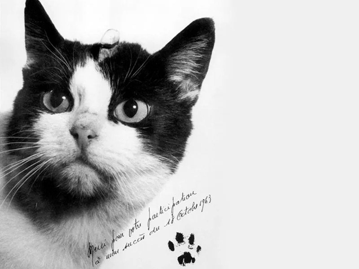 Котик 1 час. 18 Октября 1963 года Франция кошка Фелисетт. Первая кошка в космосе Фелисетт.