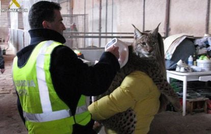 Civil Guard officers rescue an Iberian lynx.