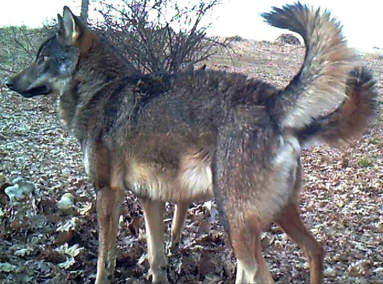 A wolf in the Madrid region.