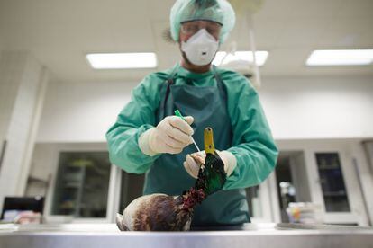 A German scientist takes samples from the carcass of a wild duck to test for bird flu.