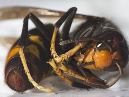 Vespa velutina, also known as the Asian hornet.
