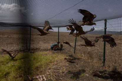 The kites are captured in a large cage-trap, which has been set up by the Migres Foundation, so that they can be retained and tagged (or “banded”).
