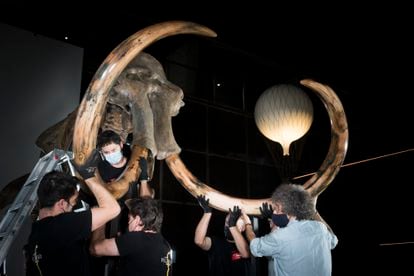 A mammoth's skeleton is prepared for an exhibition in Barcelona.