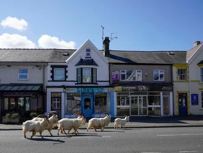 A herd of mountain ghosts walks down the streets of LLandudno, Wales, on March 31, 2020, during the lockdown in the United Kingdom.