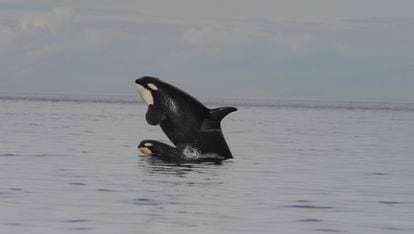 Killer whales off the North Pacific coast feed their male offspring throughout their lives by giving them some of the salmon they hunt.