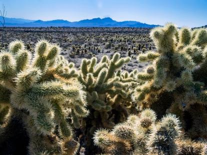Teddybear Chollas are seen within the proposed Avi Kwa Ame National Monument on February 12, 2022, near Searchlight, Nevada.