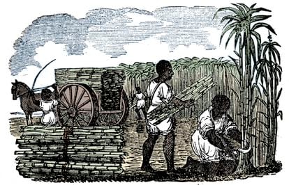 Engraving by an unknown artist showing slaves picking sugar cane in Louisiana