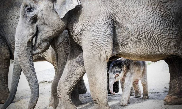 A family of elephants in a zoo in the Netherlands.