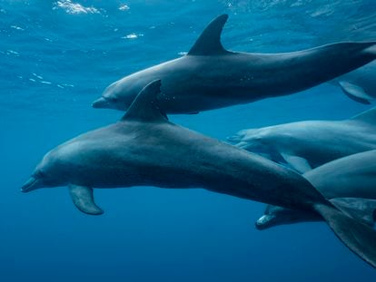 A pod of dolphins swims off the coast of Mayotte.