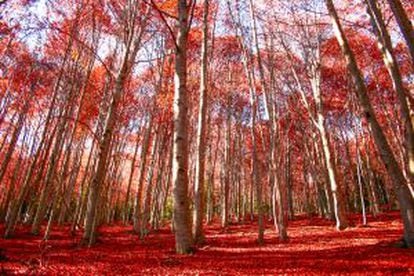 Striking reds in Montseny natural park (Catalonia).