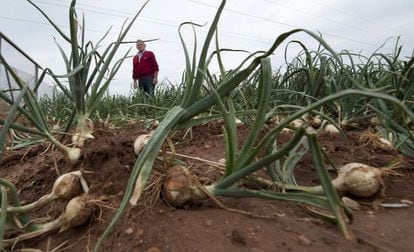 Farmer Jos&eacute; Alapont from Silla, Valencia province, stands in his onion field which was ransacked by thieves the night before.
