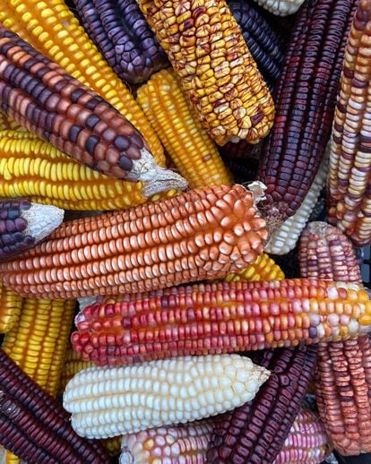Flint corn from Yucatán. Photo courtesy of Pancho Maíz.
